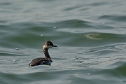 Black-necked grebe